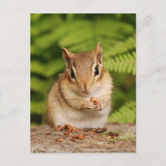 Sweet Baby Chipmunk Postcard Postkarte (Vorderseite)