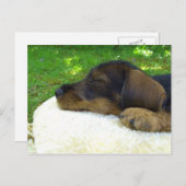 Sweet Baby Dackel, schlafend Welpe Postkarte (Vorne/Hinten)