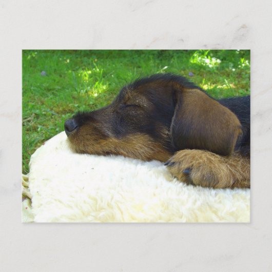 Sweet Baby Dackel, schlafend Welpe Postkarte (Vorderseite)