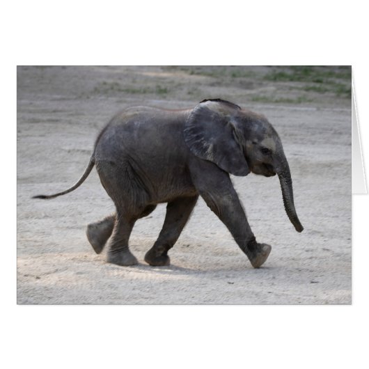 Sweet Baby Elephant Kibali (Vorderseite (Horizontal))