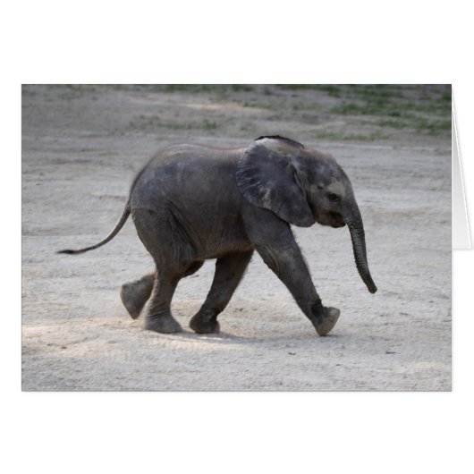 Sweet Baby Elephant Kibali (Vorderseite (Horizontal))
