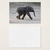 Sweet Baby Elephant Kibali (Vorne & Hinten)