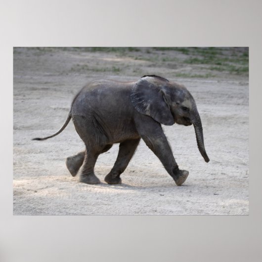 Sweet Baby Elephant Kibali Poster (Vorne)