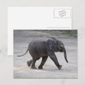 Sweet Baby Elephant Kibali Postkarte (Vorne/Hinten)