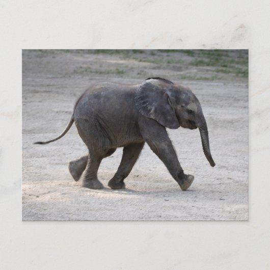 Sweet Baby Elephant Kibali Postkarte (Vorderseite)