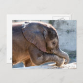 Sweet Baby Elephant Postkarte (Vorne/Hinten)