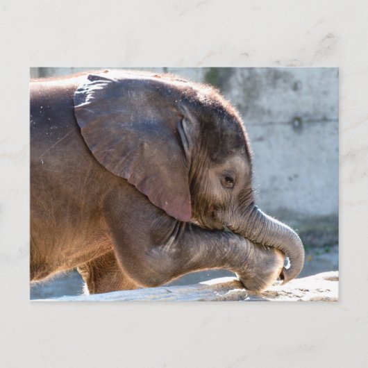 Sweet Baby Elephant Postkarte (Vorderseite)
