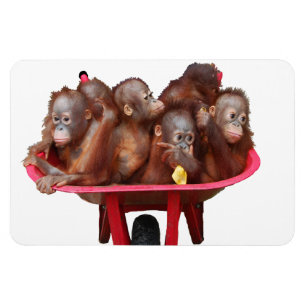 Sweet Baby Face Barrel von Affen Magnet