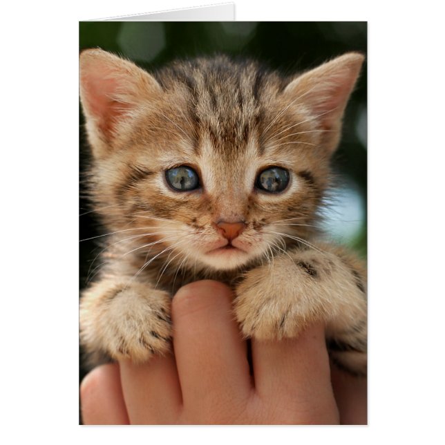 Sweet Baby Kitten (Vorne)