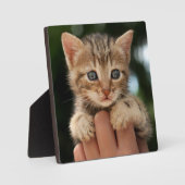 Sweet Baby Kitten Fotoplatte (Vorderseite)