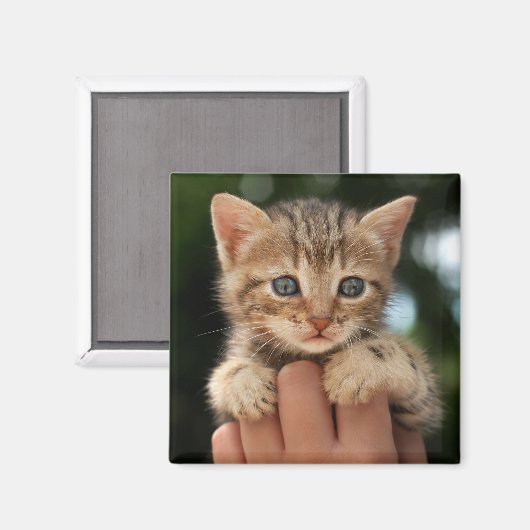 Sweet Baby Kitten Magnet (Vorderseite/Rückseite)