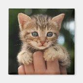 Sweet Baby Kitten Magnet (Vorne)