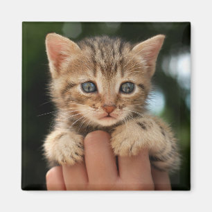 Sweet Baby Kitten Magnet
