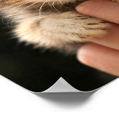 Sweet Baby Kitten Poster (Ecke)