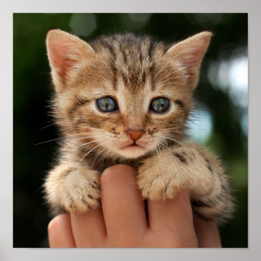 Sweet Baby Kitten Poster (Vorne)