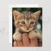 Sweet Baby Kitten Postkarte (Vorne/Hinten)