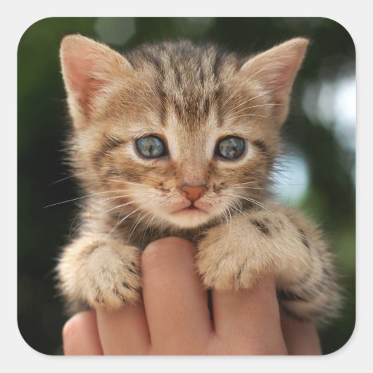 Sweet Baby Kitten Quadratischer Aufkleber (Vorderseite)
