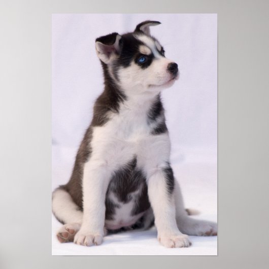 Sweet Baby Puppy Poster (Vorne)