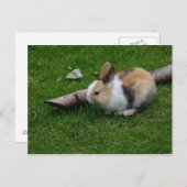 Sweet Baby Rabbit Postkarte (Vorne/Hinten)