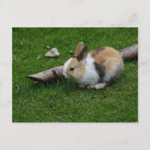 Sweet Baby Rabbit Postkarte