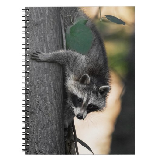 Sweet Baby Raccoon Notizblock (Vorderseite)