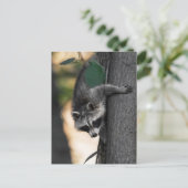 Sweet Baby Raccoon Postkarte (Stehend Vorderseite)