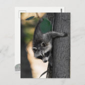 Sweet Baby Raccoon Postkarte (Vorne/Hinten)