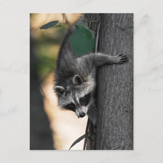Sweet Baby Raccoon Postkarte (Vorderseite)