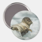 Sweet Baby Siegel Magnet (Vorderseite/Rückseite)