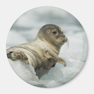 Sweet Baby Siegel Magnet