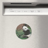 Sweet Bamboo Panda Bären Magnet (In Situ (Geschirrspüler))