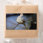 Sweet Beautiful Diamond Dove (Insitu)