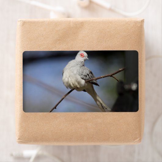 Sweet Beautiful Diamond Dove (Insitu)