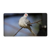 Sweet Beautiful Diamond Dove (Vorne)