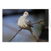 Sweet Beautiful Diamond Dove (Vorderseite (Horizontal))