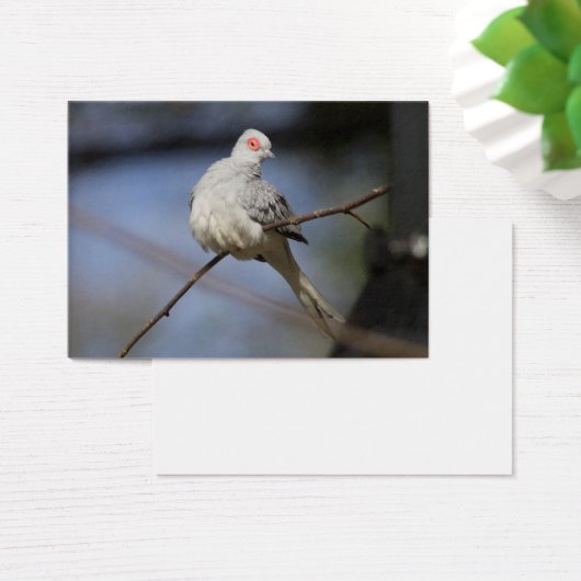 Sweet Beautiful Diamond Dove (Schreibtisch)