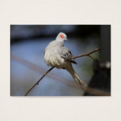 Sweet Beautiful Diamond Dove (Vorderseite)