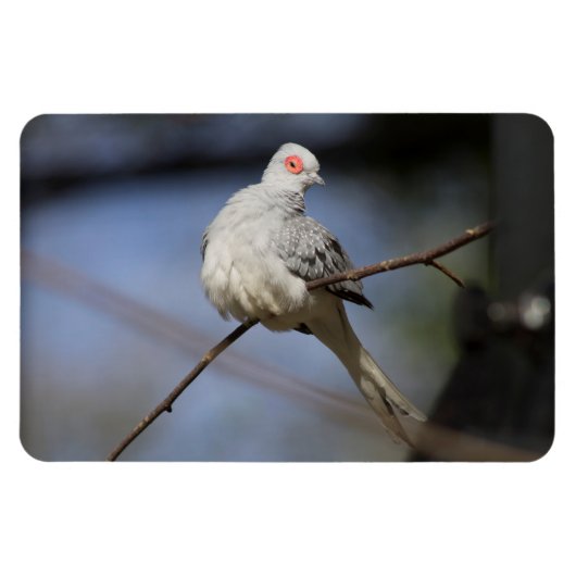 Sweet Beautiful Diamond Dove Magnet (Horizontal)