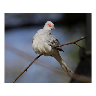 Sweet Beautiful Diamond Dove Poster