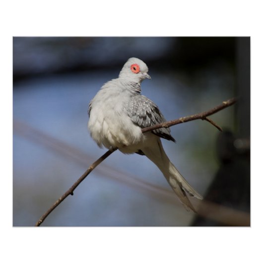 Sweet Beautiful Diamond Dove Poster (Vorderseite)