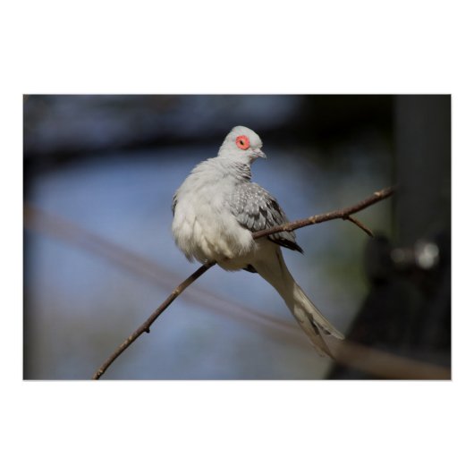 Sweet Beautiful Diamond Dove Poster (Vorderseite)
