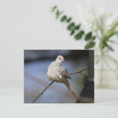 Sweet Beautiful Diamond Dove Postkarte (Stehend Vorderseite)