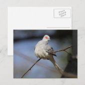 Sweet Beautiful Diamond Dove Postkarte (Vorne/Hinten)
