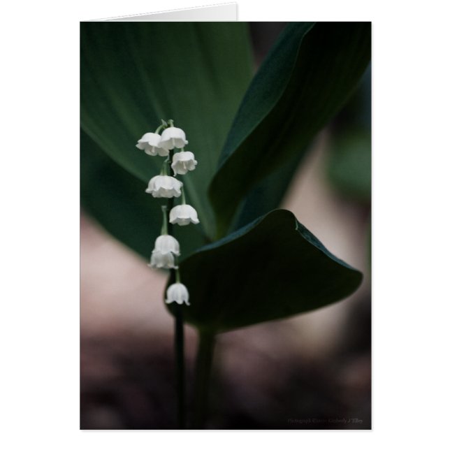 Sweet Bells Card (Vorne)