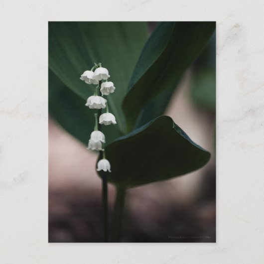 Sweet Bells Postcard Postkarte (Vorderseite)