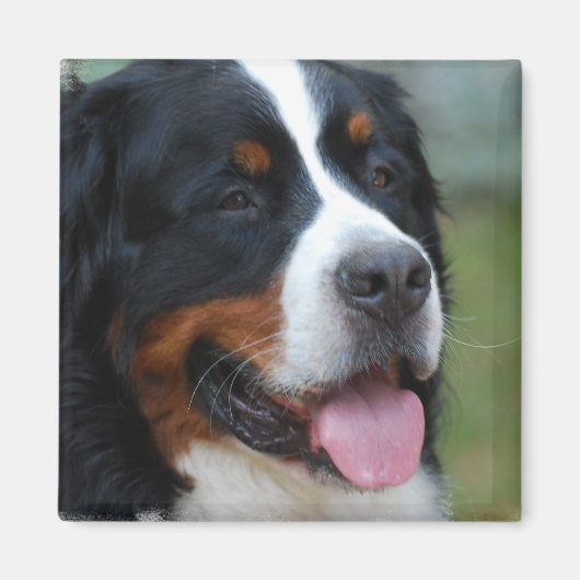 Sweet Bernese Magnet (Vorne)