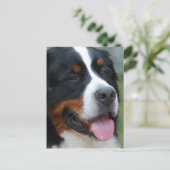 Sweet Bernese Postcard Postkarte (Stehend Vorderseite)
