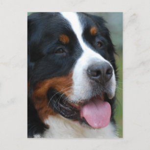 Sweet Bernese Postcard Postkarte