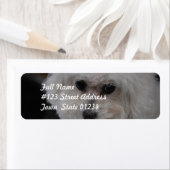 Sweet Bichon Frise (Insitu)
