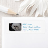 Sweet Bichon Frise (Insitu)